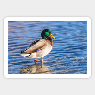 Mallard Sticker